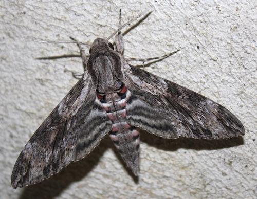 Réf. 214 438 : Agrius convolvuli